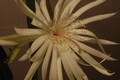 epiphyllum pumilum phasen 2310