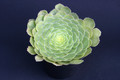 aeonium tabuliforme 2054