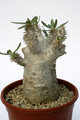 pachypodium horombense 1622