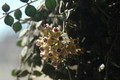 hoya curtisii 05