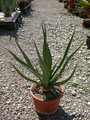 agave funkiana 01
