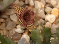 huernia stapelioides d1327 sheilam 06