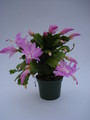schlumbergera thor pandora 1558