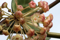 hoya polystachya 9285