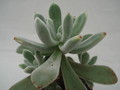 echeveria leucotricha 8316