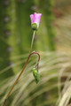 calandrinia grandiflora 04