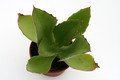 kalanchoe synsepala 5237