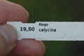 hoya calycina 6587