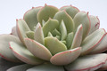 echeveria subcorymbosa 7924
