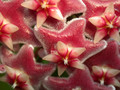 hoya pubicalyx silver pink 3