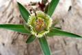 euphorbia trichadenia 6915