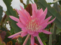 eh crenatus guedenay 125 0286