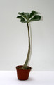 adenium boehmianum 50cm 3531