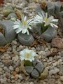 lithops optica5
