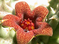 huerniopsis decipiens pvb4550 03
