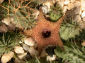 huernia x distincta 01