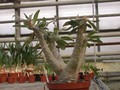 pachypodium rosulatum 01