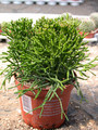 hatiora salicornioides2