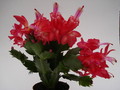 schlumbergera scarlet flame 1612