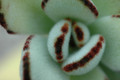kalanchoe tomentosa 05