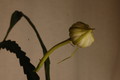 epiphyllum pumilum phasen 2280