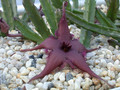 stapelia schinzii pvb5583 4
