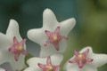 hoya lanceolata 8335 07