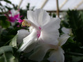 schlumbergera bridgeport 06