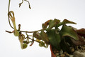 ceropegia inornata 1346