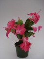 schlumbergera thor kiri 1572