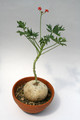 jatropha berlandieri 3824