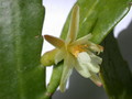 pseudorhipsalis himanthoclada horich rba216 2114