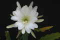 eh mondschein 58 1187