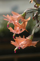 schlumbergera christmas fantasy 8194