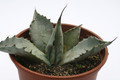 agave parryi truncata 7848