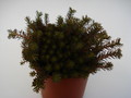sedum hakonense chocloate ball 675