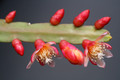 pfeiffera boliviana 0136