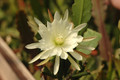 eh zaffaria 9931 07