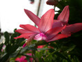 schlumbergera peach parfait 01