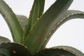 agave obscura perote vc 8817