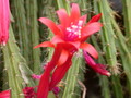 aporocactus brilliant 2157