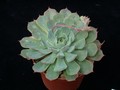 echeveria peacockii bleute 01