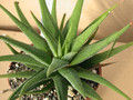haworthia attenuata britteniana 01