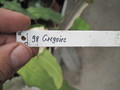 eh gregorie 6916 bp-falsch 9928