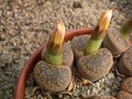 lithops aucampiae kuruman form c11 c173 03