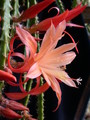 aporocactus orange queen 980771