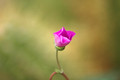 calandrinia grandiflora 01