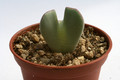 conophytum bilobum muscosepapillatum rietkloof 2897