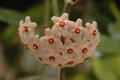 hoya carnosa 03a