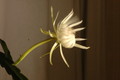epiphyllum hookeri 12